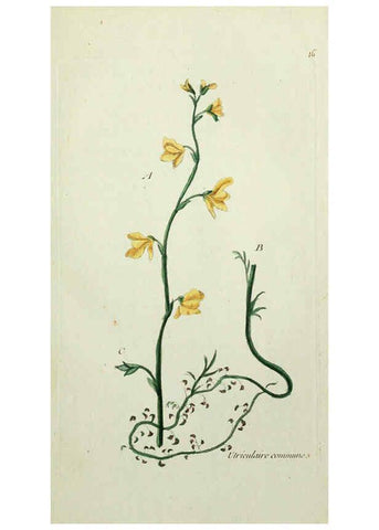 Reproducción/Reproduction 6055470807: Flora Parisiensis. v.1. Paris,P.F. Didot,1776-1783