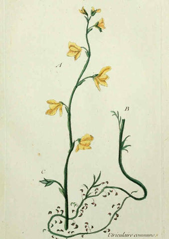 Reproducción/Reproduction 6055470807: Flora Parisiensis. v.1. Paris,P.F. Didot,1776-1783