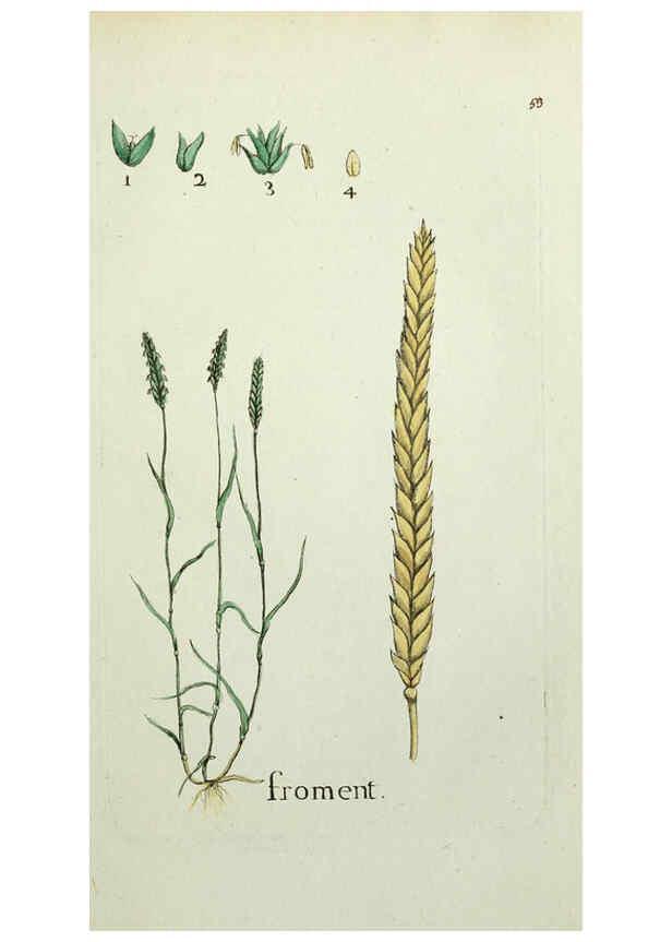 Reproducción/Reproduction 6056026126: Flora Parisiensis. v.1. Paris,P.F. Didot,1776-1783