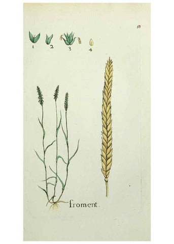 Reproducción/Reproduction 6056026126: Flora Parisiensis. v.1. Paris,P.F. Didot,1776-1783