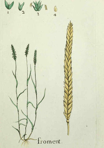 Reproducción/Reproduction 6056026126: Flora Parisiensis. v.1. Paris,P.F. Didot,1776-1783