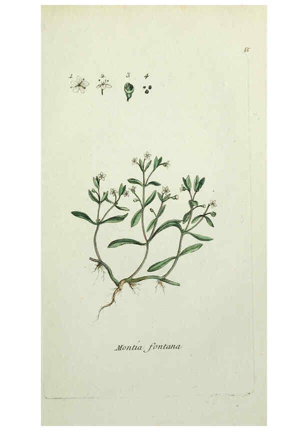 Reproducción/Reproduction 6055479227: Flora Parisiensis. v.1. Paris,P.F. Didot,1776-1783