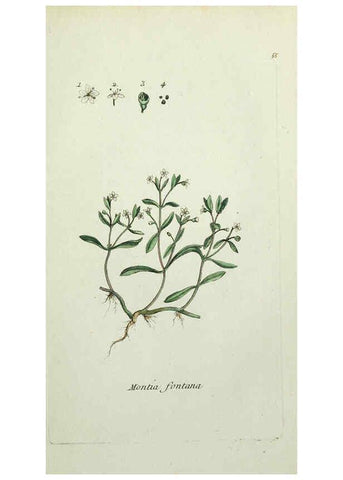 Reproducción/Reproduction 6055479227: Flora Parisiensis. v.1. Paris,P.F. Didot,1776-1783