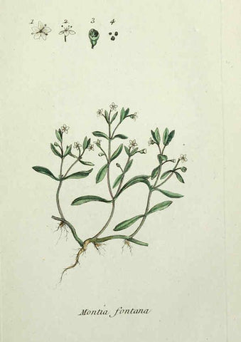 Reproducción/Reproduction 6055479227: Flora Parisiensis. v.1. Paris,P.F. Didot,1776-1783