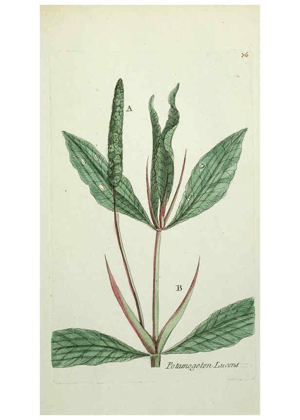 Reproducción/Reproduction 6056038328: Flora Parisiensis. v.1. Paris,P.F. Didot,1776-1783