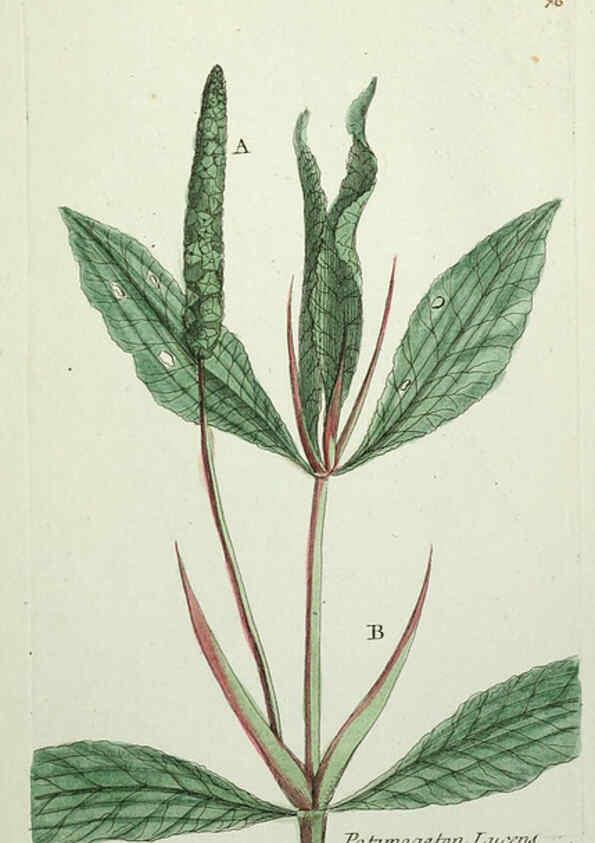 Reproducción/Reproduction 6056038328: Flora Parisiensis. v.1. Paris,P.F. Didot,1776-1783