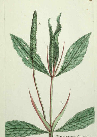 Reproducción/Reproduction 6056038328: Flora Parisiensis. v.1. Paris,P.F. Didot,1776-1783