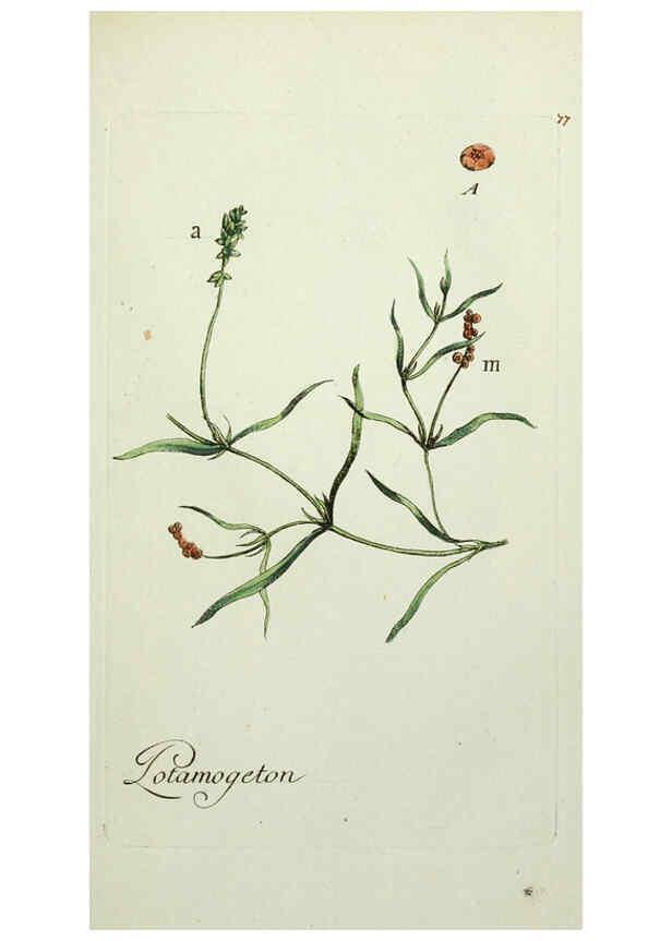Reproducción/Reproduction 6055491261: Flora Parisiensis. v.1. Paris,P.F. Didot,1776-1783