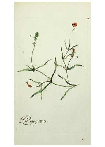Reproducción/Reproduction 6055491261: Flora Parisiensis. v.1. Paris,P.F. Didot,1776-1783