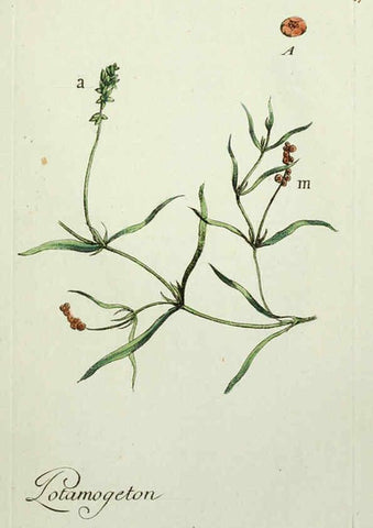 Reproducción/Reproduction 6055491261: Flora Parisiensis. v.1. Paris,P.F. Didot,1776-1783