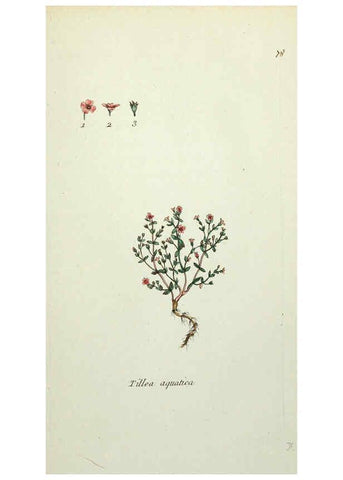 Reproducción/Reproduction 6056038804: Flora Parisiensis. v.1. Paris,P.F. Didot,1776-1783