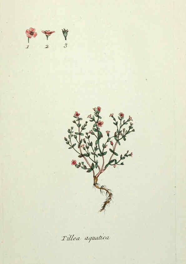 Reproducción/Reproduction 6056038804: Flora Parisiensis. v.1. Paris,P.F. Didot,1776-1783