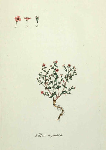 Reproducción/Reproduction 6056038804: Flora Parisiensis. v.1. Paris,P.F. Didot,1776-1783
