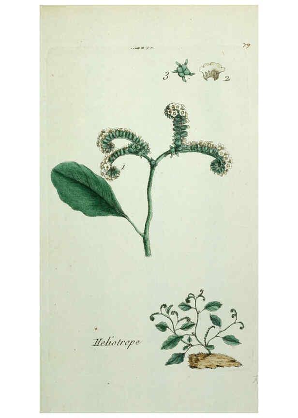 Reproducción/Reproduction 6055491777: Flora Parisiensis. v.1. Paris,P.F. Didot,1776-1783
