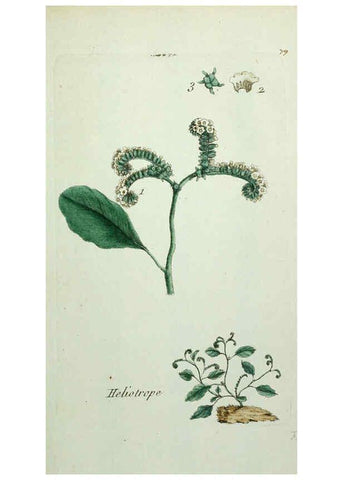 Reproducción/Reproduction 6055491777: Flora Parisiensis. v.1. Paris,P.F. Didot,1776-1783
