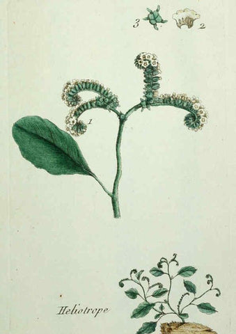 Reproducción/Reproduction 6055491777: Flora Parisiensis. v.1. Paris,P.F. Didot,1776-1783