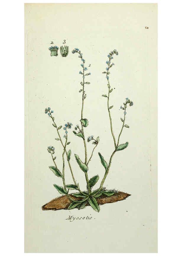 Reproducción/Reproduction 6056039164: Flora Parisiensis. v.1. Paris,P.F. Didot,1776-1783