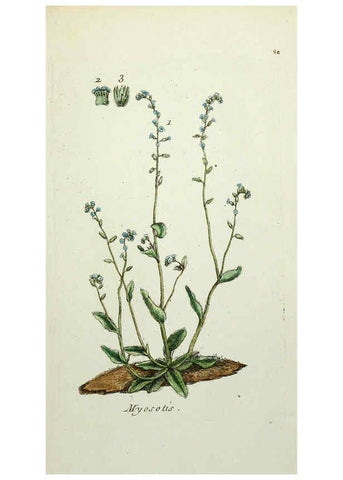 Reproducción/Reproduction 6056039164: Flora Parisiensis. v.1. Paris,P.F. Didot,1776-1783