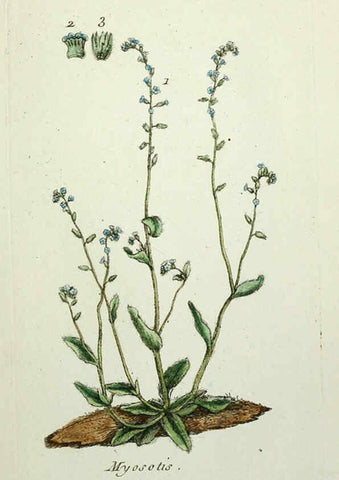 Reproducción/Reproduction 6056039164: Flora Parisiensis. v.1. Paris,P.F. Didot,1776-1783