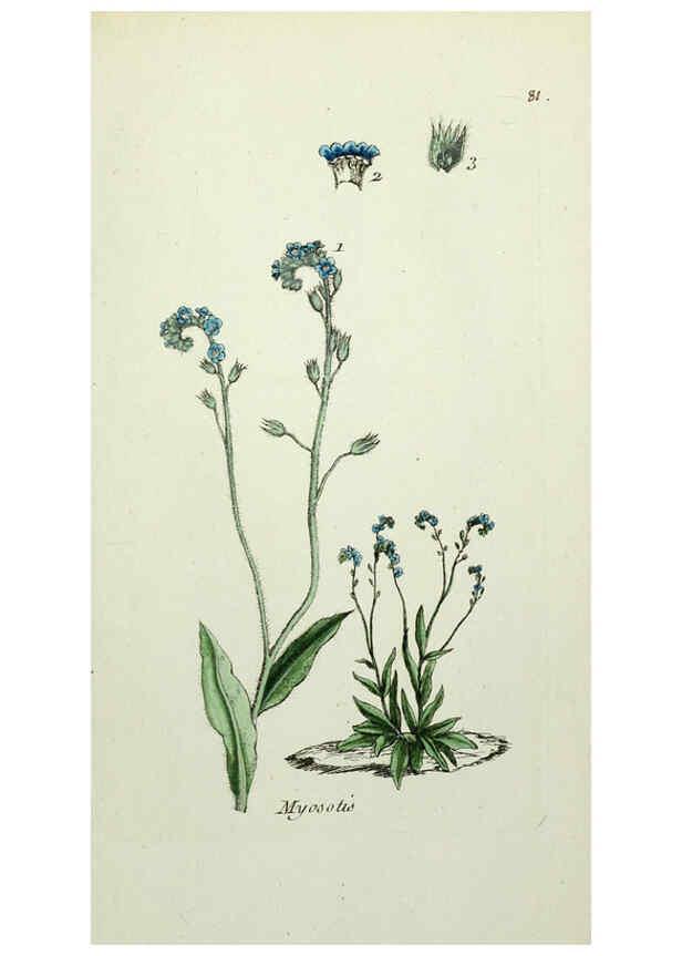 Reproducción/Reproduction 6056039354: Flora Parisiensis. v.1. Paris,P.F. Didot,1776-1783