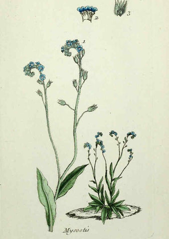 Reproducción/Reproduction 6056039354: Flora Parisiensis. v.1. Paris,P.F. Didot,1776-1783