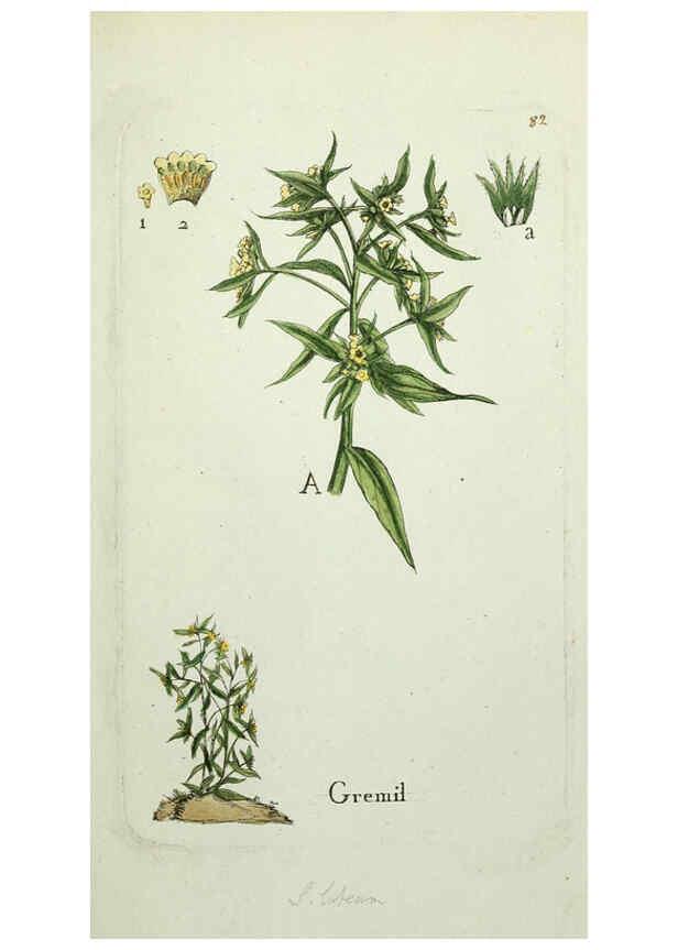 Reproducción/Reproduction 6056039518: Flora Parisiensis. v.1. Paris,P.F. Didot,1776-1783