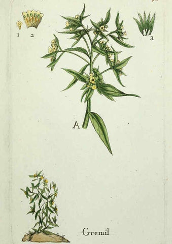 Reproducción/Reproduction 6056039518: Flora Parisiensis. v.1. Paris,P.F. Didot,1776-1783
