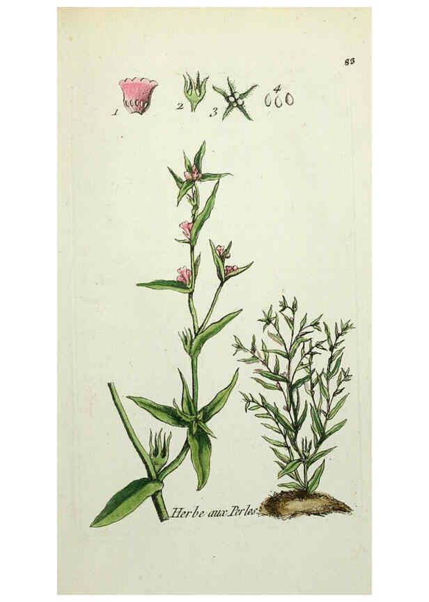Reproducción/Reproduction 6056039710: Flora Parisiensis. v.1. Paris,P.F. Didot,1776-1783