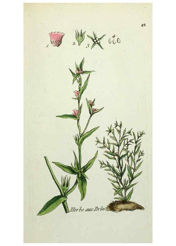 Reproducción/Reproduction 6056039710: Flora Parisiensis. v.1. Paris,P.F. Didot,1776-1783