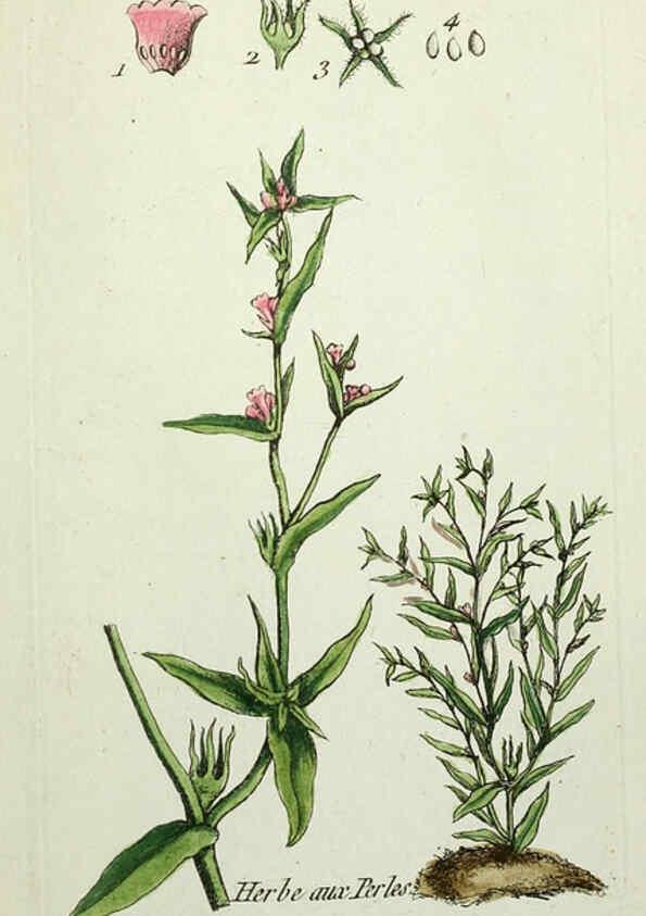Reproducción/Reproduction 6056039710: Flora Parisiensis. v.1. Paris,P.F. Didot,1776-1783