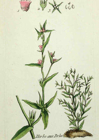 Reproducción/Reproduction 6056039710: Flora Parisiensis. v.1. Paris,P.F. Didot,1776-1783