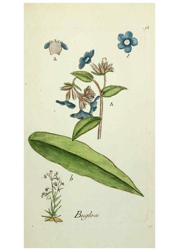 Reproducción/Reproduction 6055492717: Flora Parisiensis. v.1. Paris,P.F. Didot,1776-1783