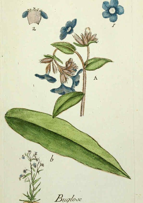 Reproducción/Reproduction 6055492717: Flora Parisiensis. v.1. Paris,P.F. Didot,1776-1783