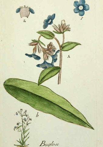 Reproducción/Reproduction 6055492717: Flora Parisiensis. v.1. Paris,P.F. Didot,1776-1783
