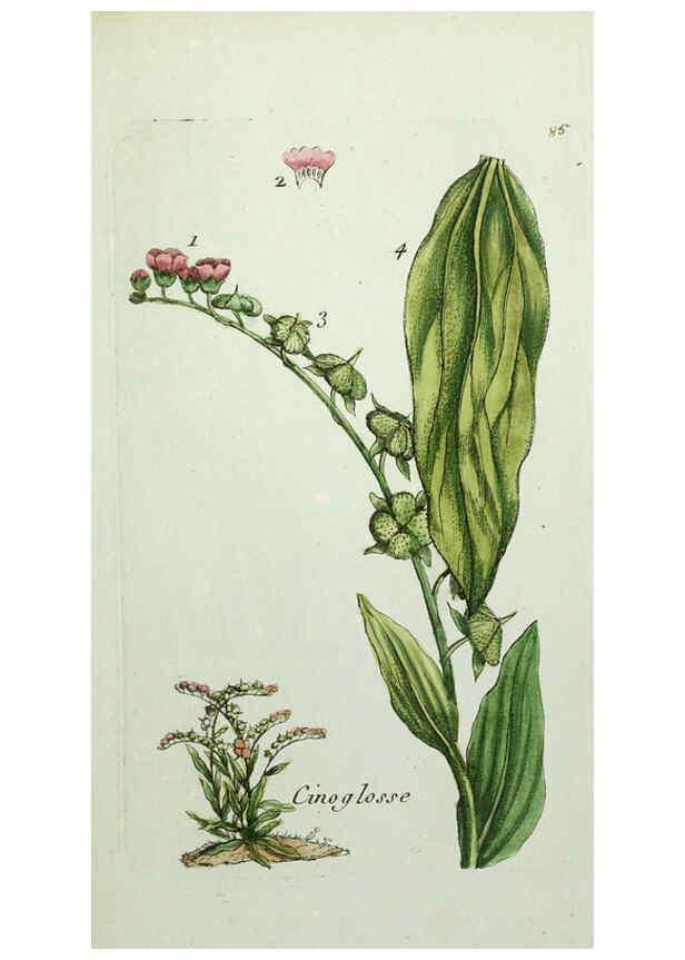Reproducción/Reproduction 6056040182: Flora Parisiensis. v.1. Paris,P.F. Didot,1776-1783
