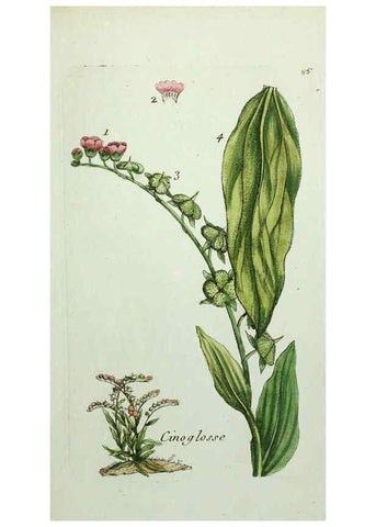 Reproducción/Reproduction 6056040182: Flora Parisiensis. v.1. Paris,P.F. Didot,1776-1783