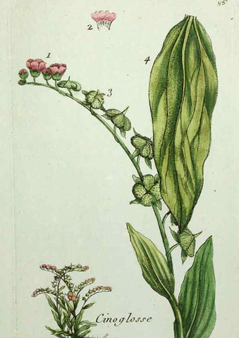 Reproducción/Reproduction 6056040182: Flora Parisiensis. v.1. Paris,P.F. Didot,1776-1783