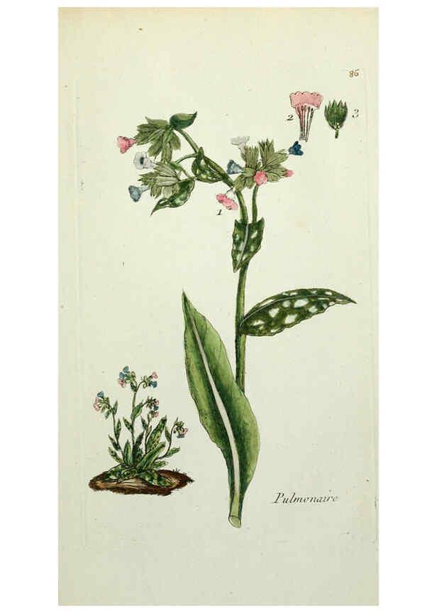 Reproducción/Reproduction 6056040376: Flora Parisiensis. v.1. Paris,P.F. Didot,1776-1783