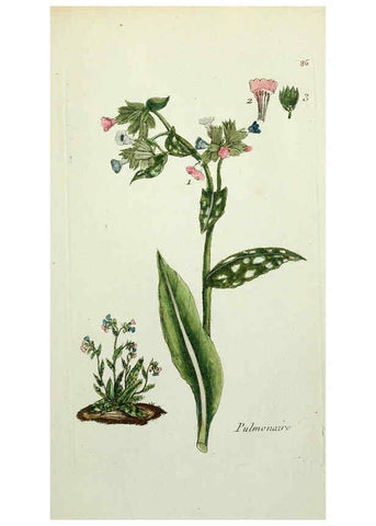 Reproducción/Reproduction 6056040376: Flora Parisiensis. v.1. Paris,P.F. Didot,1776-1783