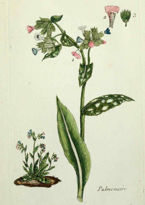 Reproducción/Reproduction 6056040376: Flora Parisiensis. v.1. Paris,P.F. Didot,1776-1783