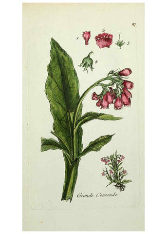 Reproducción/Reproduction 6056040596: Flora Parisiensis. v.1. Paris,P.F. Didot,1776-1783