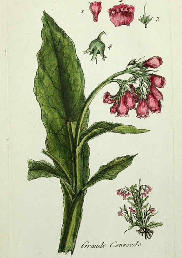 Reproducción/Reproduction 6056040596: Flora Parisiensis. v.1. Paris,P.F. Didot,1776-1783