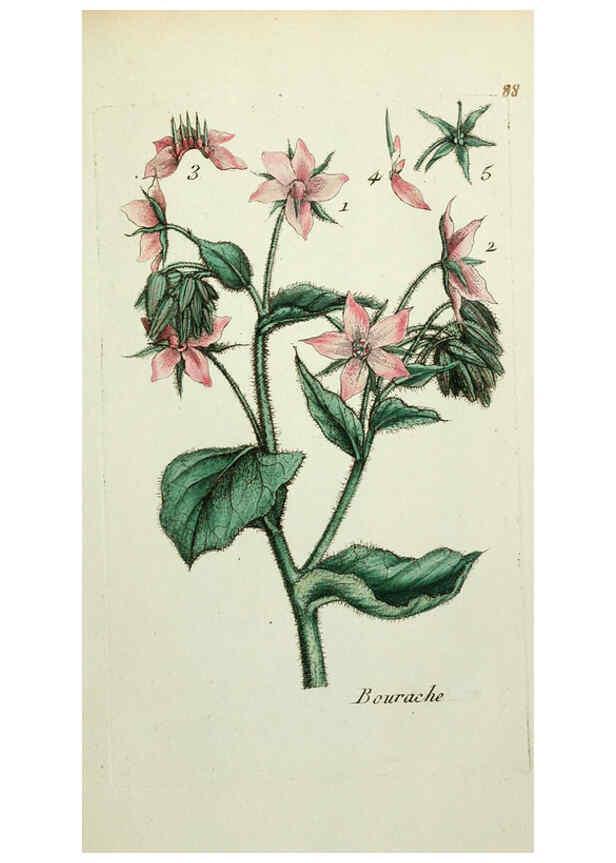 Reproducción/Reproduction 6055493579: Flora Parisiensis. v.1. Paris,P.F. Didot,1776-1783