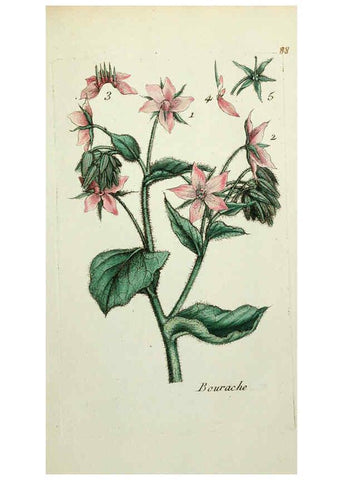 Reproducción/Reproduction 6055493579: Flora Parisiensis. v.1. Paris,P.F. Didot,1776-1783