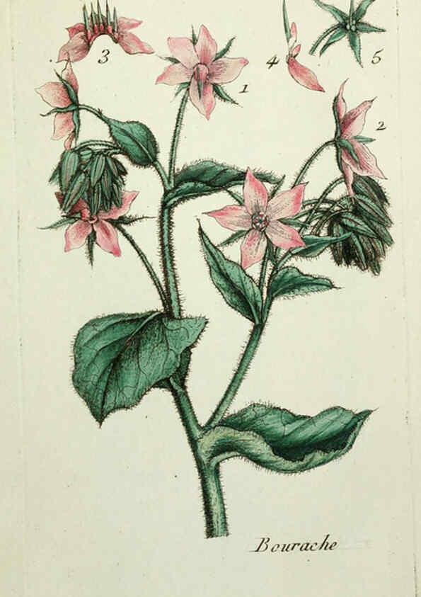 Reproducción/Reproduction 6055493579: Flora Parisiensis. v.1. Paris,P.F. Didot,1776-1783