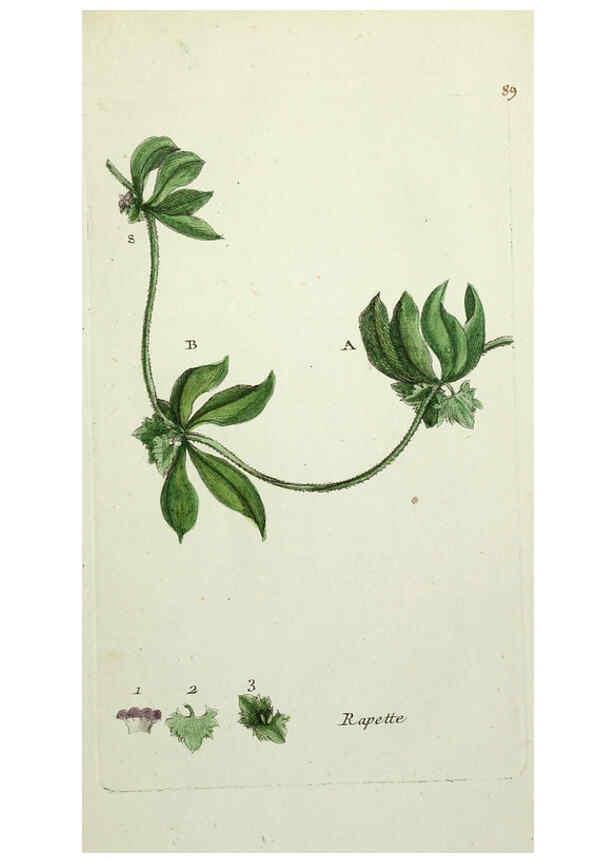 Reproducción/Reproduction 6055493871: Flora Parisiensis. v.1. Paris,P.F. Didot,1776-1783