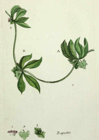 Reproducción/Reproduction 6055493871: Flora Parisiensis. v.1. Paris,P.F. Didot,1776-1783