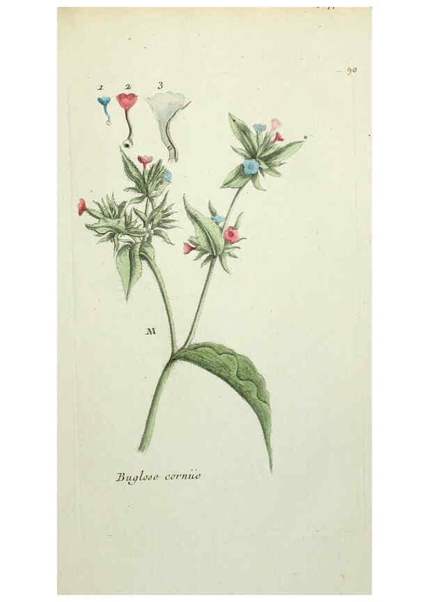 Reproducción/Reproduction 6055494055: Flora Parisiensis. v.1. Paris,P.F. Didot,1776-1783