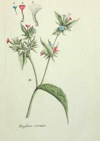 Reproducción/Reproduction 6055494055: Flora Parisiensis. v.1. Paris,P.F. Didot,1776-1783