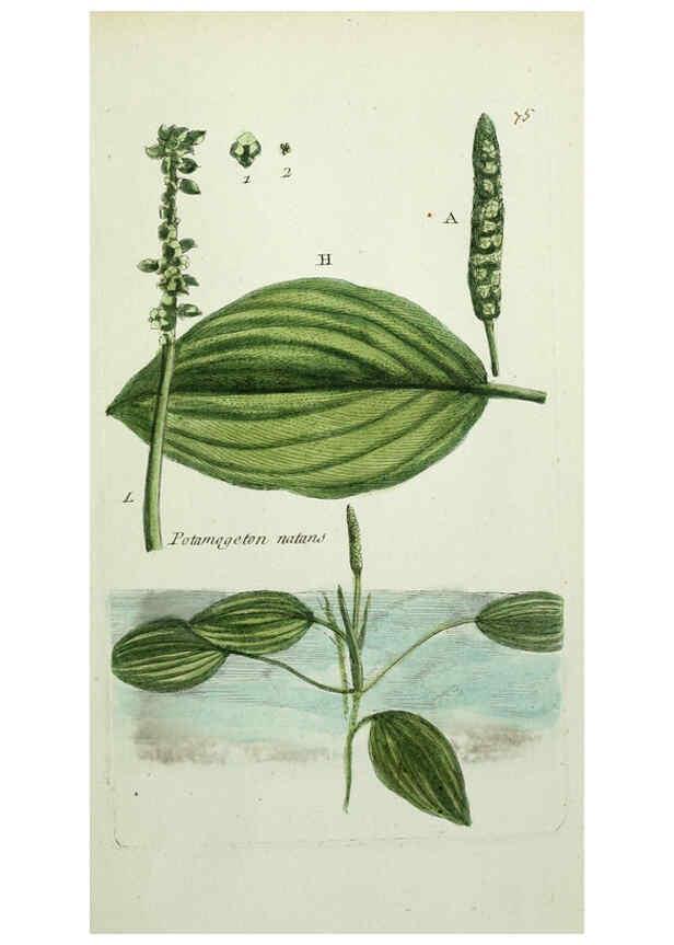 Reproducción/Reproduction 6055490815: Flora Parisiensis. v.1. Paris,P.F. Didot,1776-1783
